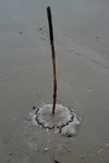 ˮĸ