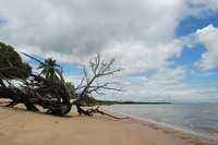 Cardwell��̲