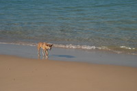 Dingo