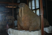 Ȼݵı걾
