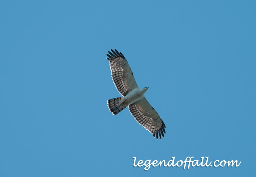 凤头蜂鹰（浅色型）