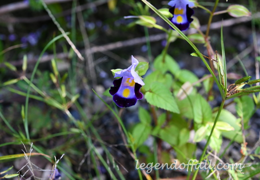 大门坂路旁野花