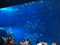 美之海水族馆