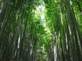 岚山竹林