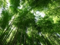 岚山竹林