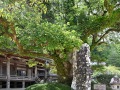 那智山青岸渡寺的古树