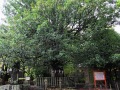 新宫速玉大社