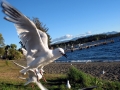 Lake_Te_Anau_Bird.jpg