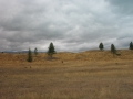 Pasture_02.jpg
