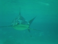 DSCN0690.JPG