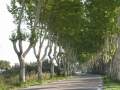 St_Remy_tree-road.jpg