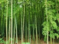 竹林