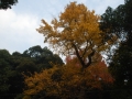 DSC_6566.JPG